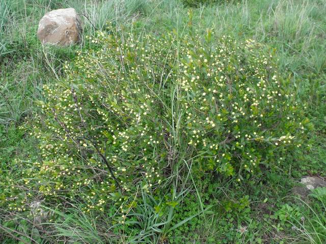 Partinico (PA),  Mirto bianco:  Myrtus communis